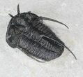 Devil Horned Cyphaspis Walteri Trilobite - #39773-2